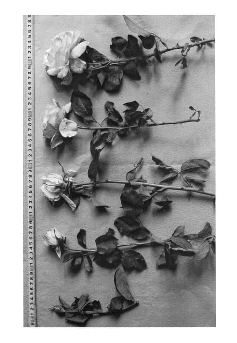 Figure 1 of US plant patent PP25244, the photograph of RANMD printed in the patent.