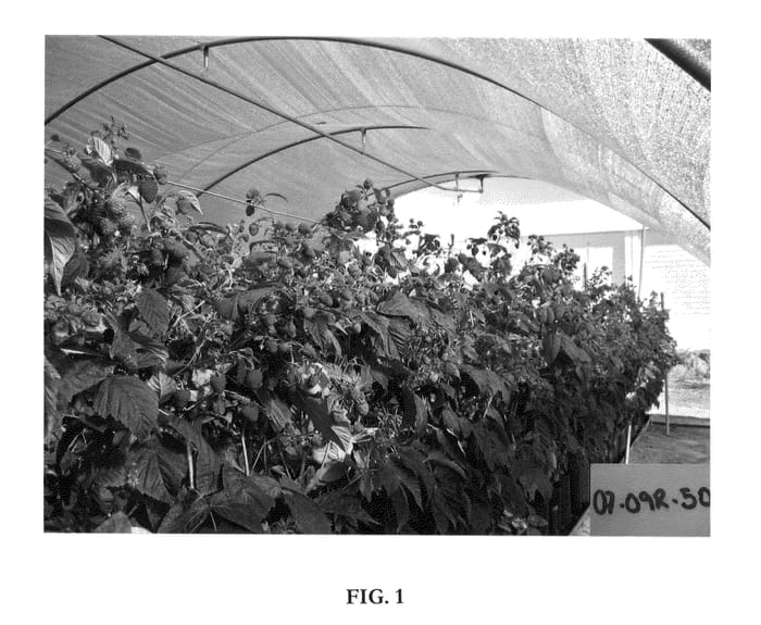 Figure 1 of US plant patent PP25245, the photograph of Adelita printed in the patent.