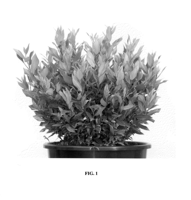 Figure 1 of US plant patent PP25246, the photograph of Little Flames printed in the patent.