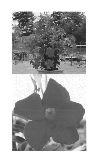 Figure 1 of US plant patent PP25247, the photograph of Sunparaobu printed in the patent.