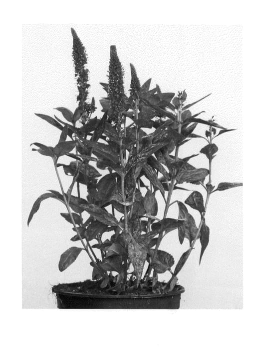 Figure 1 of US plant patent PP25248, the photograph of Marietta printed in the patent.