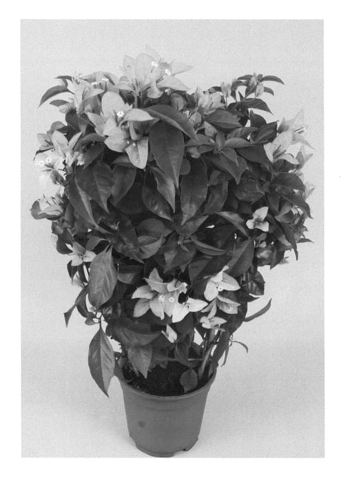 Figure 1 of US plant patent PP25249, the photograph of Rijnbo0802 printed in the patent.