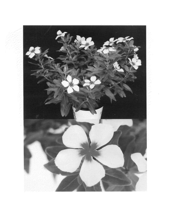 Figure 1 of US plant patent PP25250, the photograph of Sunnichi Tahome printed in the patent.