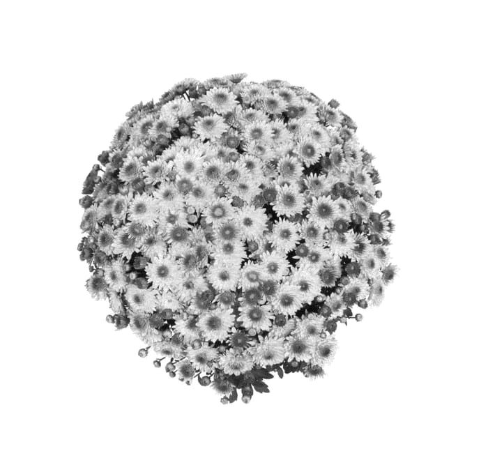 Figure 1 of US plant patent PP25251, the photograph of Fimmsunpibico printed in the patent.