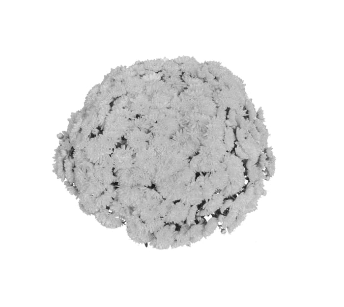 Figure 1 of US plant patent PP25252, the photograph of Fimmsungol printed in the patent.
