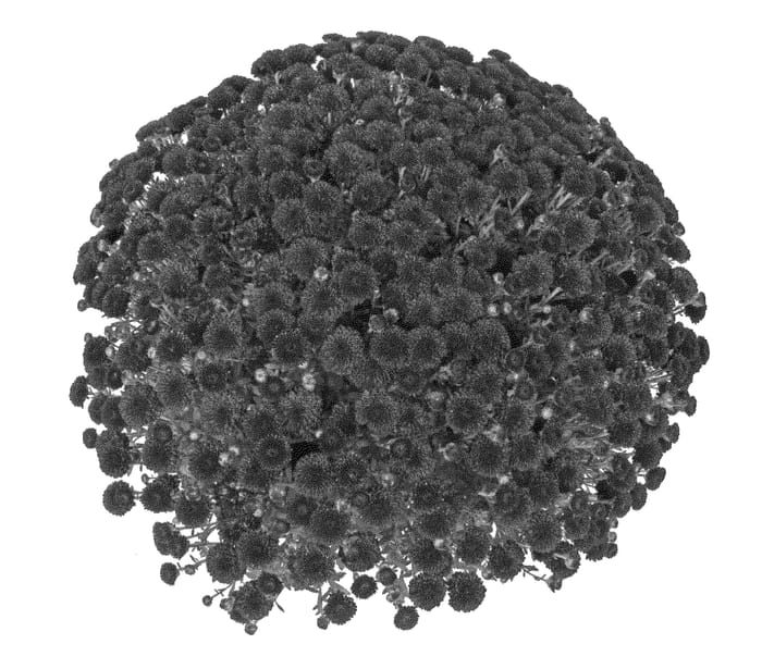Figure 1 of US plant patent PP25253, the photograph of Fimmerdared printed in the patent.