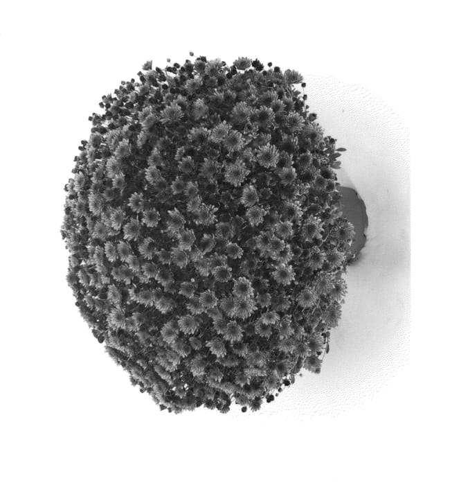 Figure 1 of US plant patent PP25254, the photograph of Veritas Orange printed in the patent.