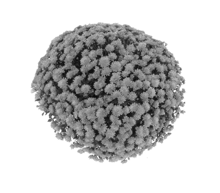 Figure 1 of US plant patent PP25255, the photograph of Fimmsunbro printed in the patent.
