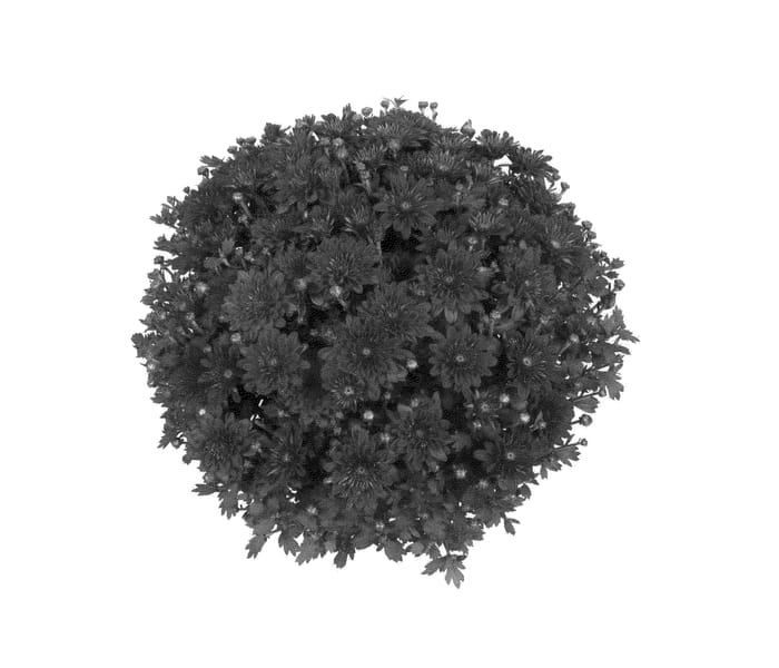 Figure 1 of US plant patent PP25256, the photograph of Fimmerdabro printed in the patent.
