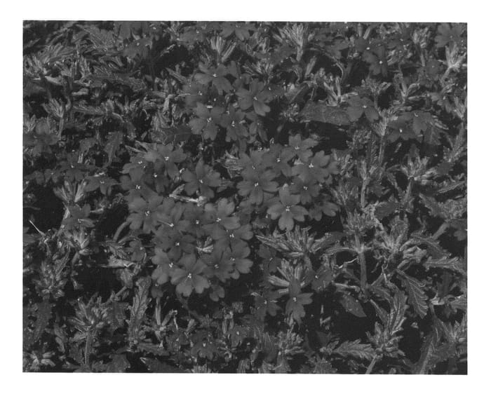 Figure 1 of US plant patent PP25257, the photograph of KLEVP13441 printed in the patent.