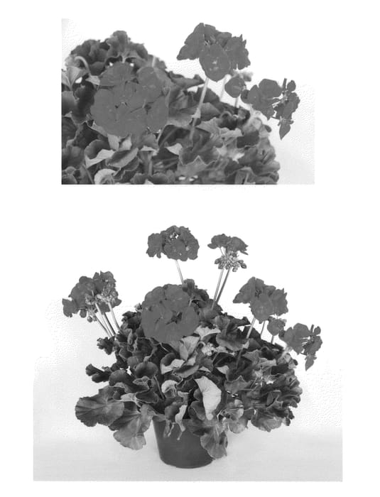 Figure 1 of US plant patent PP25258, the photograph of Oglger7049 printed in the patent.