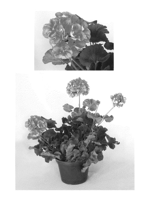 Figure 1 of US plant patent PP25259, the photograph of Oglger6082 printed in the patent.