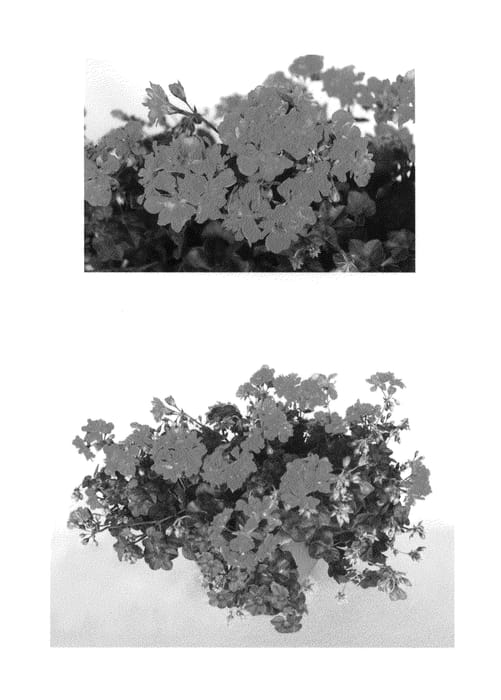 Figure 1 of US plant patent PP25260, the photograph of Oglger7023 printed in the patent.