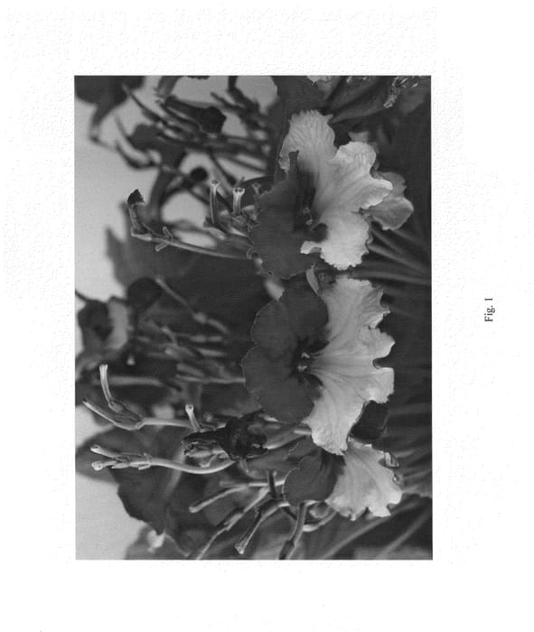 Figure 1 of US plant patent PP25261, the photograph of SLSBC09-0 printed in the patent.