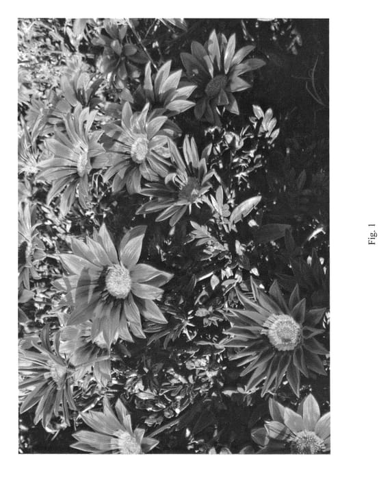 Figure 1 of US plant patent PP25262, the photograph of LOMGAZREBR printed in the patent.