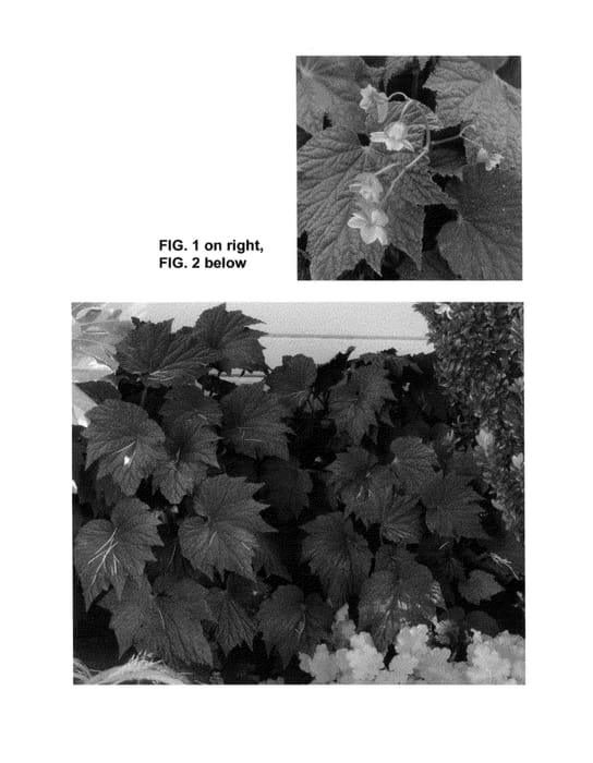 Figure 1 of US plant patent PP25263, the photograph of Cool Breeze Em printed in the patent.