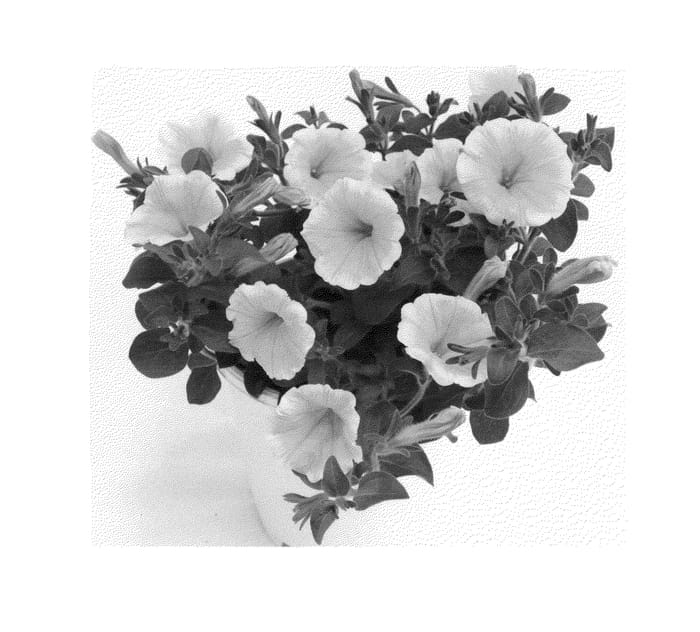 Figure 1 of US plant patent PP25264, the photograph of Duesuryel printed in the patent.