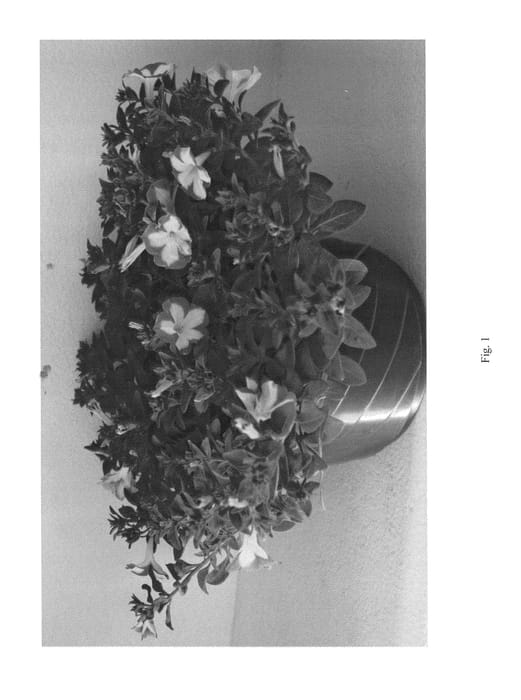 Figure 1 of US plant patent PP25265, the photograph of PBLRS38-0 printed in the patent.