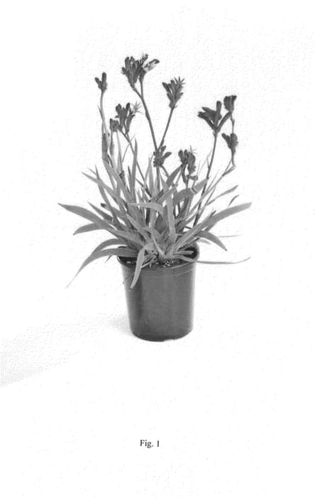 Figure 1 of US plant patent PP25266, the photograph of Rambotation printed in the patent.
