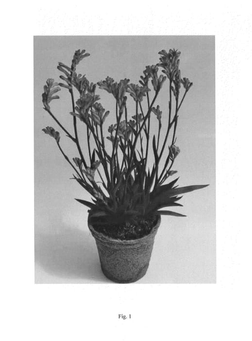 Figure 1 of US plant patent PP25267, the photograph of Rambofling printed in the patent.