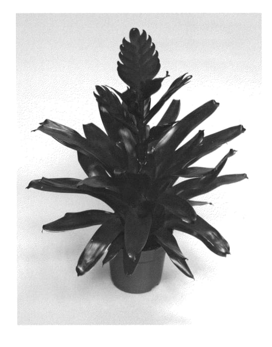 Figure 1 of US plant patent PP25268, the photograph of V800-1 printed in the patent.