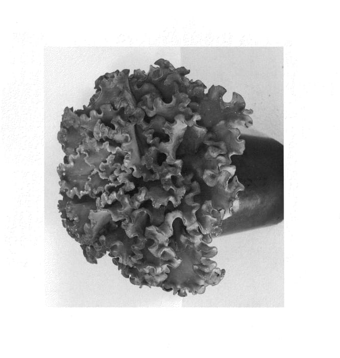 Figure 1 of US plant patent PP25269, the photograph of ECRPI01-0 printed in the patent.