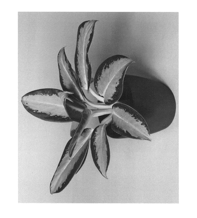 Figure 1 of US plant patent PP25270, the photograph of KKAG201202 printed in the patent.