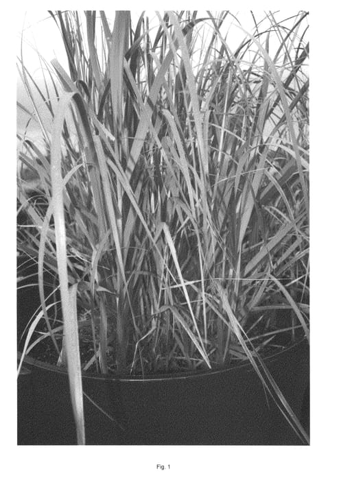 Figure 1 of US plant patent PP25271, the photograph of LA11-101 printed in the patent.