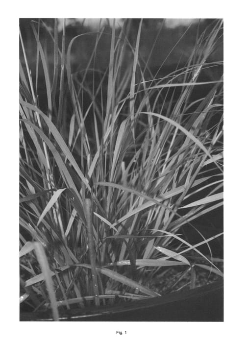 Figure 1 of US plant patent PP25272, the photograph of LA11-103 printed in the patent.