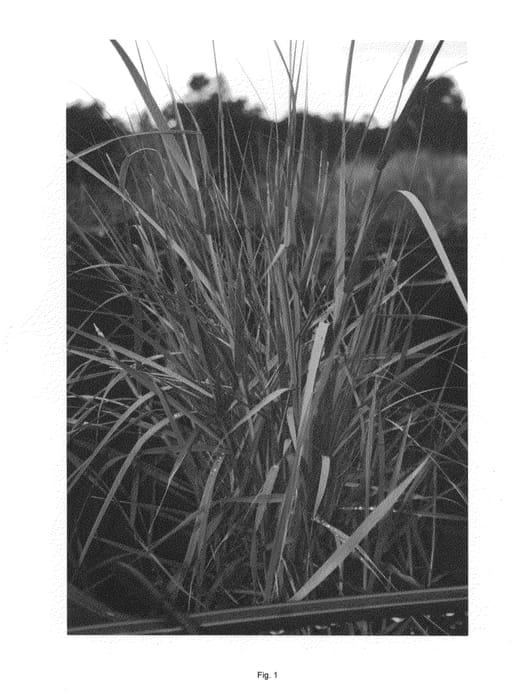 Figure 1 of US plant patent PP25273, the photograph of LA11-102 printed in the patent.