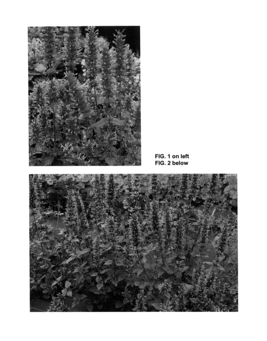 Figure 1 of US plant patent PP25274, the photograph of Violet Vision printed in the patent.