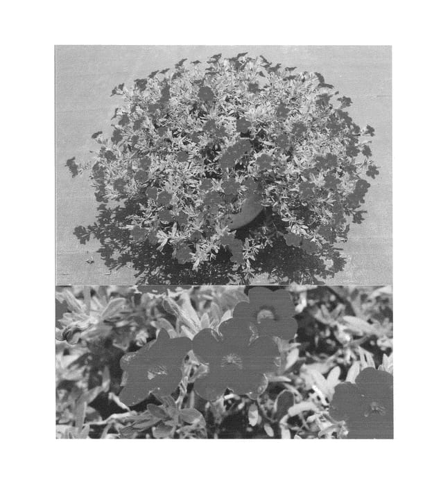 Figure 1 of US plant patent PP25275, the photograph of Sunbelku 7372 printed in the patent.