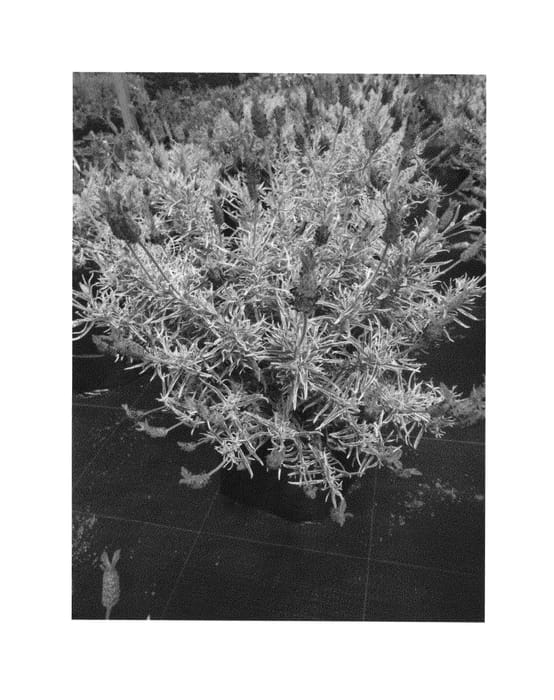 Figure 1 of US plant patent PP25276, the photograph of Cherie printed in the patent.