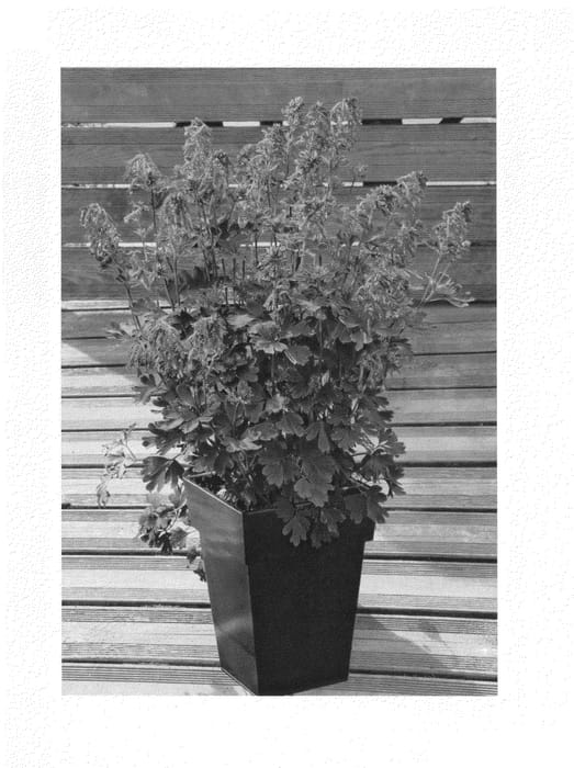 Figure 1 of US plant patent PP25277, the photograph of COURIBLUE printed in the patent.