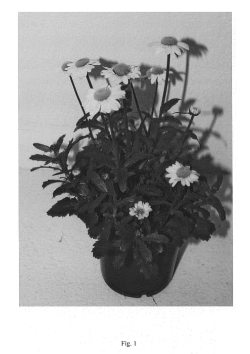 Figure 1 of US plant patent PP25278, the photograph of LDDWH02-2 printed in the patent.