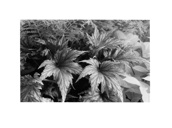 Figure 1 of US plant patent PP25279, the photograph of Garden Angel Plum printed in the patent.