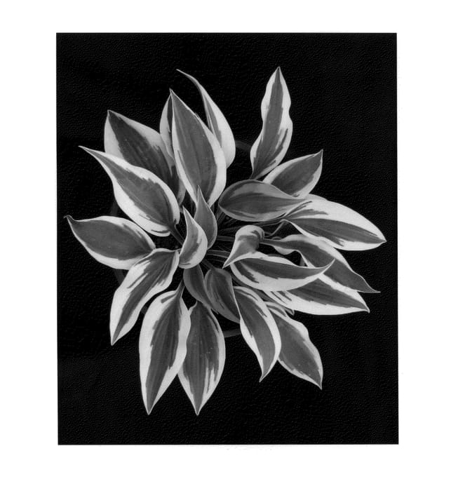 Figure 1 of US plant patent PP25280, the photograph of Sleeping Star printed in the patent.