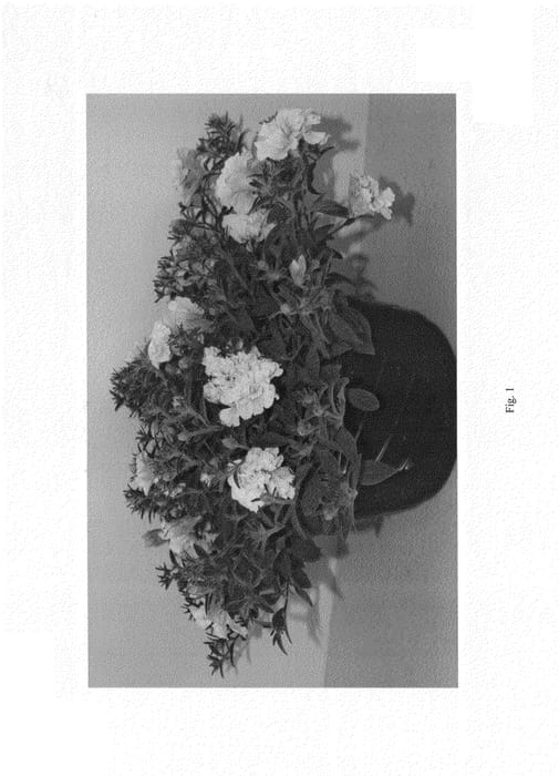 Figure 1 of US plant patent PP25281, the photograph of PBLLV40-0 printed in the patent.