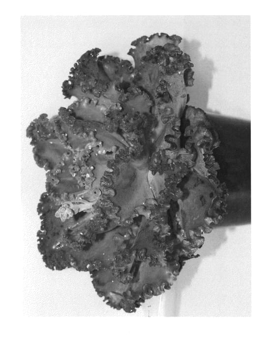 Figure 1 of US plant patent PP25282, the photograph of ECRRE02-0 printed in the patent.