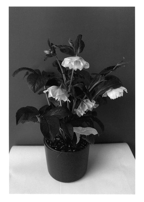 Figure 1 of US plant patent PP25283, the photograph of NVDH 100 printed in the patent.