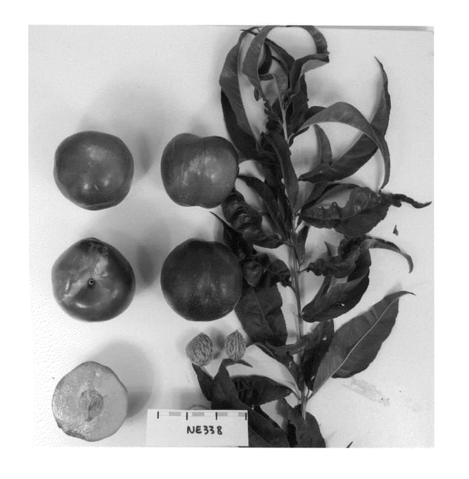 Figure 1 of US plant patent PP25284, the photograph of Sunectwentyfour printed in the patent.