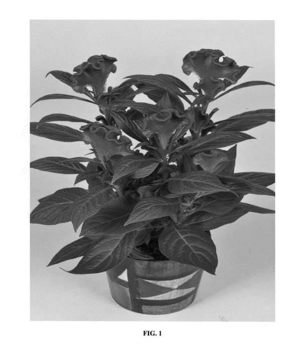 Figure 1 of US plant patent PP25285, the photograph of Twisted printed in the patent.