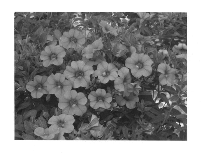 Figure 1 of US plant patent PP25286, the photograph of KLECA13252 printed in the patent.
