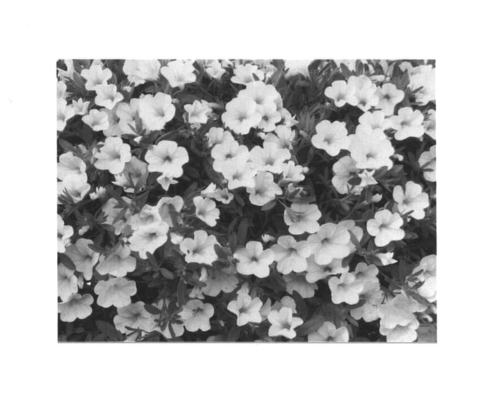 Figure 1 of US plant patent PP25287, the photograph of KLECA12235 printed in the patent.