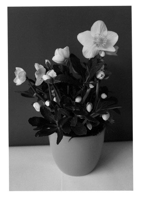 Figure 1 of US plant patent PP25288, the photograph of COSEH 1030 printed in the patent.