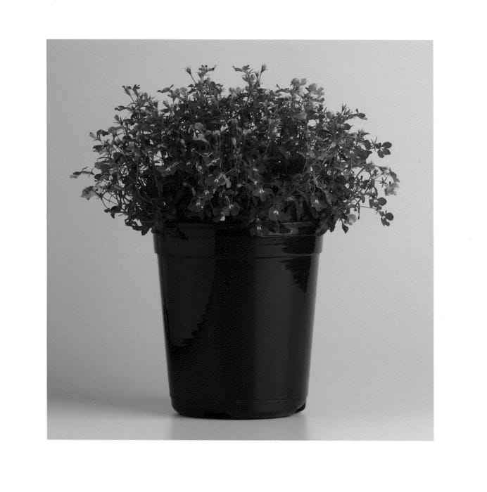Figure 1 of US plant patent PP25289, the photograph of KLELE12472 printed in the patent.