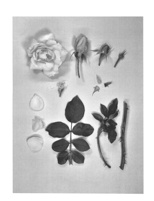 Figure 1 of US plant patent PP25290, the photograph of KORconvent printed in the patent.