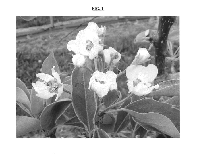 Figure 1 of US plant patent PP25291, the photograph of CELINA printed in the patent.