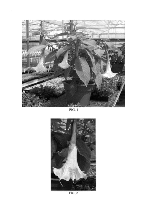 Figure 1 of US plant patent PP25292, the photograph of Little Angel printed in the patent.