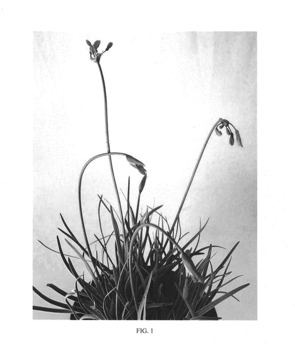 Figure 1 of US plant patent PP25293, the photograph of Hinetul1 printed in the patent.